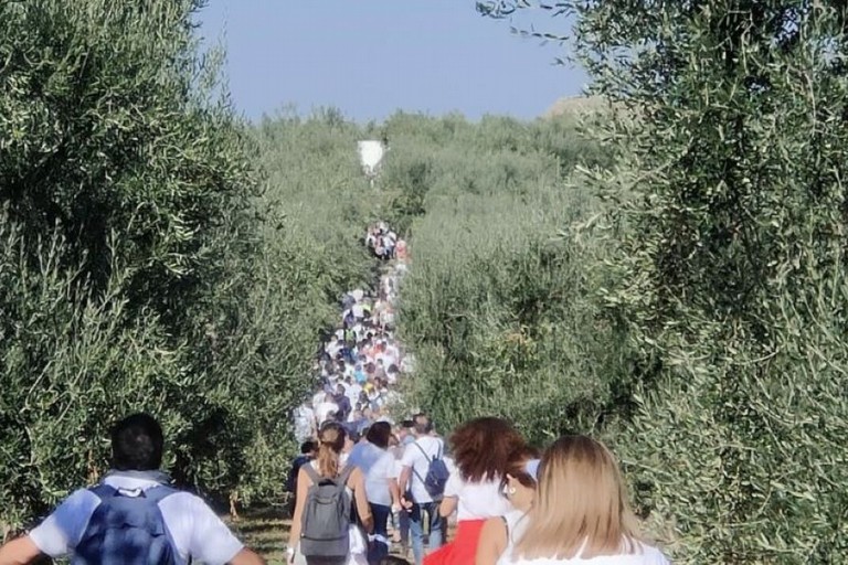 Camminata tra gli Olivi