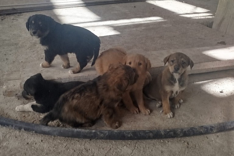 Salvati otto cani a Trinitapoli