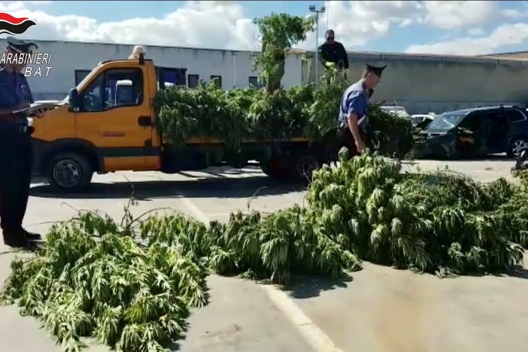 Maxi piantagione di cannabis scoperta dai Carabinieri a Trinitapoli