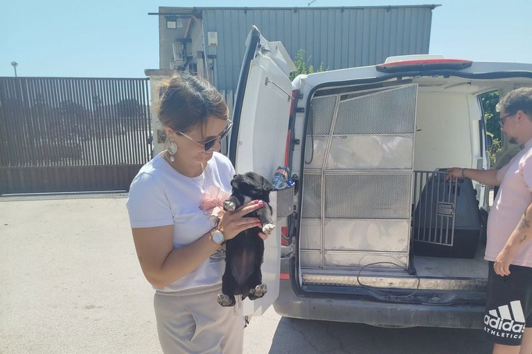 Parte a Trinitapoli una campagna di distribuzione gratuita di alimenti per cani e gatti