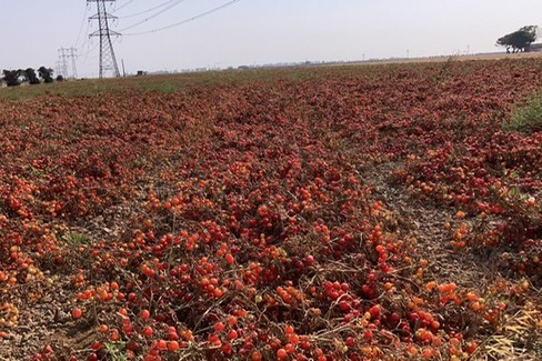 Pomodori bruciati dal caldo