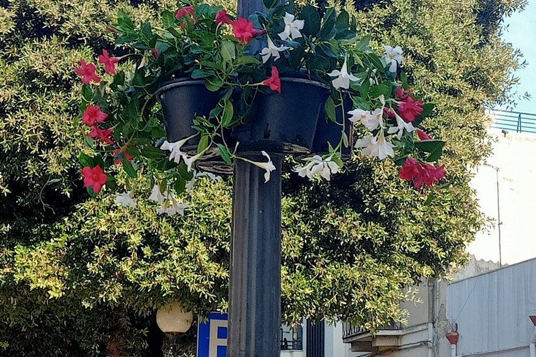 fioriere in via Vittorio Veneto