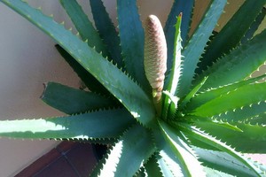 aloe